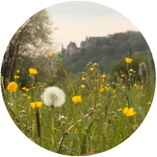 Kräuterwiese und Schloss Marburg