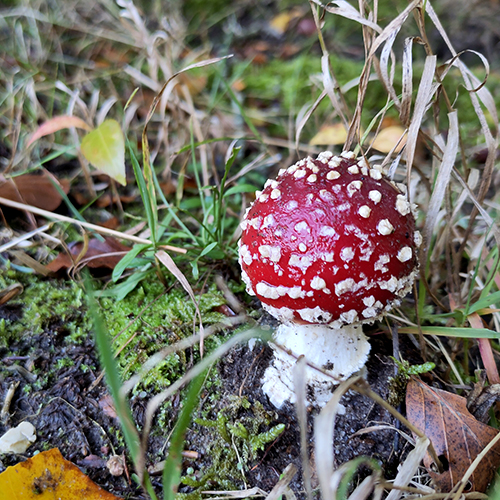 Fliegenpilz
