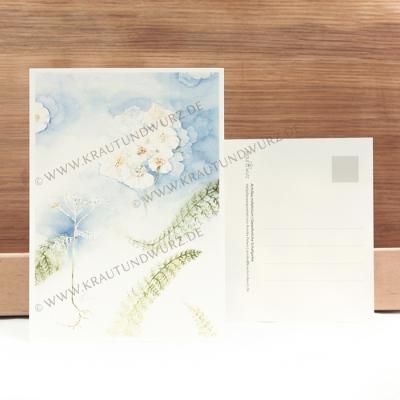 Postkarte - Gewöhnliche Schafgarbe