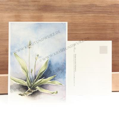 Postkarte - Spitzwegerich