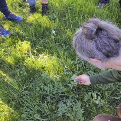 Der Wiesen-Bärenklau