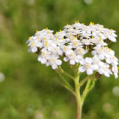Gewöhnliche Schafgarbe